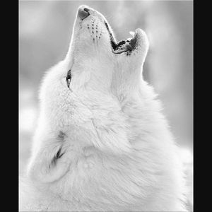 Meet your Posher, Sierra